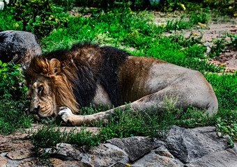 Asian lion male on the lawn. Latin name - pantera leo  © Mikhail Blajenov