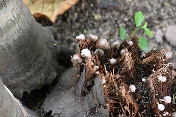 Psilocybe or Panaeolus mushrooms. Small pale brown mushrooms growing on a decaying tree stump or plant material. The mushrooms have delicate stem and dome-shaped caps. Black spored saprotrophic.