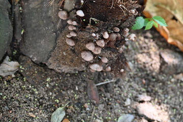 Psilocybe or Panaeolus mushrooms. Small pale brown mushrooms growing on a decaying tree stump or plant material. The mushrooms have delicate stem and dome-shaped caps. Black spored saprotrophic.