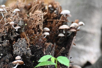 Psilocybe or Panaeolus mushrooms. Small pale brown mushrooms growing on a decaying tree stump or plant material. The mushrooms have delicate stem and dome-shaped caps. Black spored saprotrophic.