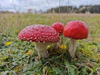 Kleine Gruppe Fliegenpilze