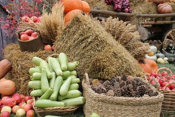 Close-up of Autumn Harvest with Zucchini Pumpkins and Apples. Seasonal Abundance of farm Vegetables and Wheat Dried Hay Display. Basket of Fresh Zucchini Pine Cones and Apple. Rustic Fall Decoration