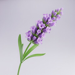 Naklejka premium 3D soft purple lavender flowers