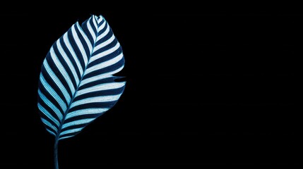 Striped leaf dark black background