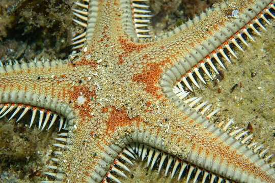 Astropecten aranciacus (Comb Starfish) on Sandy Seafloor &ndash; Underwater Macro Scene from Tamariu, Costa Brava, Spain
