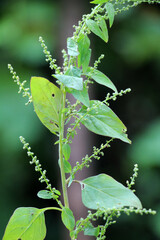 In nature, as a weed grows multi-seeded goosefoot (Lipandra polysperma)