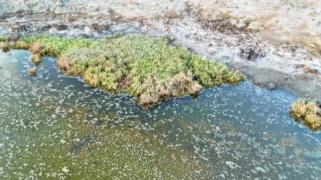 An aerial photograph capturing the tranquil surface of a wetland pond with patches of vibrant green vegetation along the shore reflecting the clear sky above a serene natural landscape