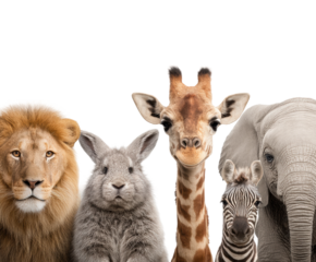 Diverse animal friends portrait isolated on transparent background