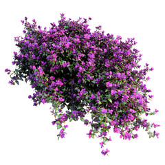 Vibrant Purple Flower Shrubbery on Transparent Background