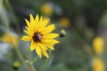 bee on yellow flower