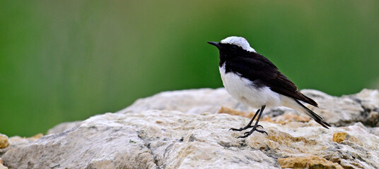 Nonnensteinschm&auml;tzer - M&auml;nnchen // Pied wheatear - male (Oenanthe pleschanka) - Donaudelta, Rum&auml;nien