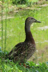 Brown mottled duck at the pond in Florida nature, closeup