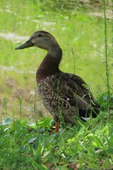 Brown mottled duck at the pond in Florida nature, closeup