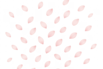 Pink sakura petals falling on transparent background