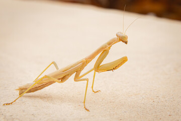 praying mantis