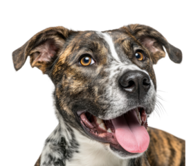 Playful dog portrait animal bright isolated on transparent background