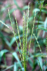 In the field, like a weed, grows Digitaria sanguinalis