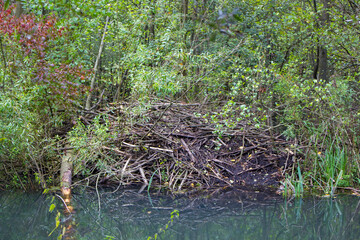 a beaver lodge in the park