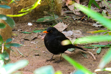 Pájaro negro con pico naranja