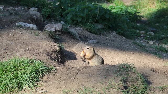 European ground squirrel, National park Muranska Planina, Slovakia.

