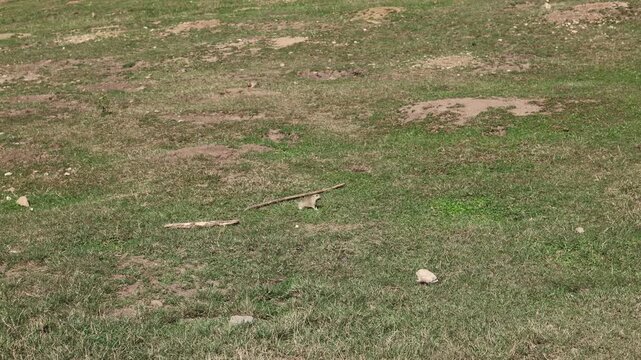 European ground squirrel, National park Muranska Planina, Slovakia.

