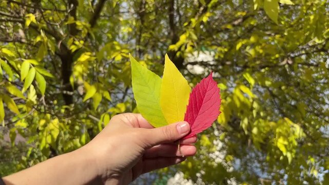 Close-up of a hand holding three vibrant autumn leaves in green, yellow, and red against a backdrop folia with a blurred background