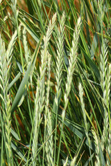 Grass weed creeping (Elymus repens) wheat grows in the field