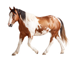 Obraz premium A brown and white horse with a graceful posture isolated