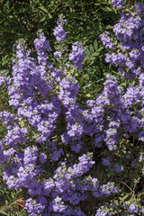 Obraz premium Leucophyllum langmaniae