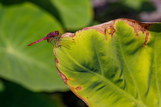 red dragonfly on a green leaf - Powered by Adobe