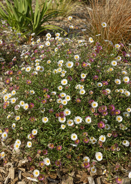 Erigeron karvinskianus	