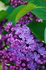 close-up of small lilac flowers among green leaves
