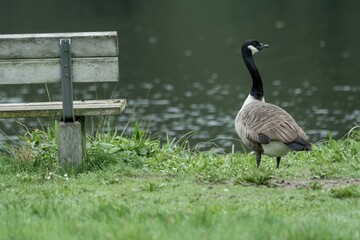 Canada goose standing by a park bench near water