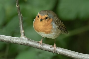 European robin bird perching on tree branch