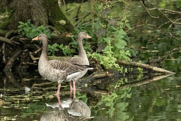 Greylag geese standing in water reflection pond