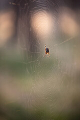 
A spider hanging on a woven web in the forest