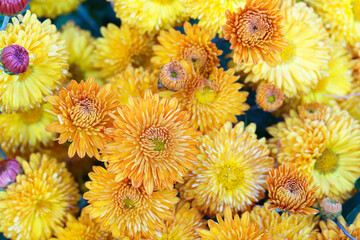 Close up, macro of beautiful yellow korean garden chrysanthemum flowers in full autumn bloom, in fall garden, creating bright seasonal floral background, wallpaper