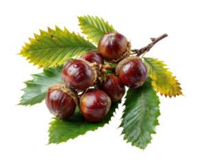 Harvesting chestnuts nut gathering in autumn nature isolated on transparent background