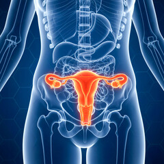 3D Medical Illustration of Female Reproductive System with Glowing Uterus and Ovaries