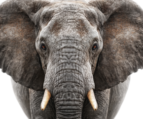 Majestic elephant portrait wildlife sanctuary animal nature isolated on transparent background