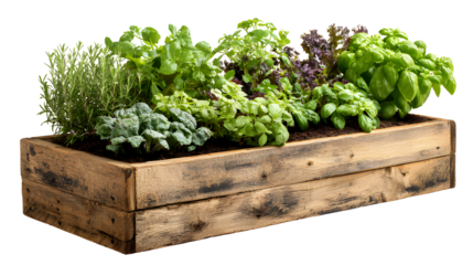 Wooden raised bed filled with various vegetables and herbs planter with isolated on a transparent background