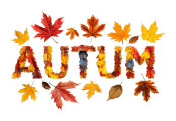 Autumn leaves display nature decorative arrangement isolated on transparent background
