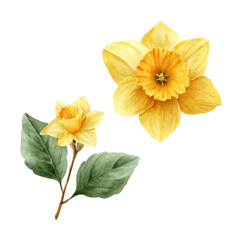 Yellow daffodil flower arrangement nature digital bright isolated on transparent background