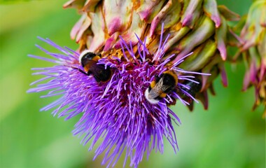 Bumblebee on a purple flower in the garden close macro detail 