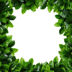 Lush green leaves surrounding white space nature calm isolated on transparent background