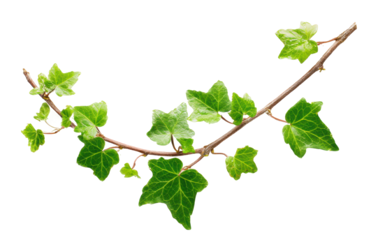 Growing ivy greenery nature bright light isolated on transparent background