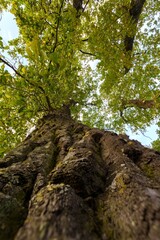 Obraz premium Old Moss-Covered Tree Trunk Reaching to the Sky