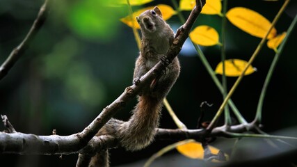 lizard on a branch