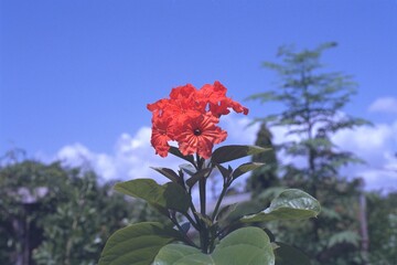 Cordia sebestena - Geiger Tree in Bloom
