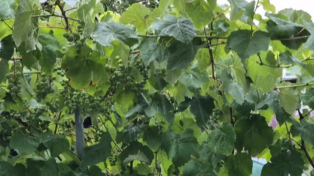 Rain falls on the vineyards